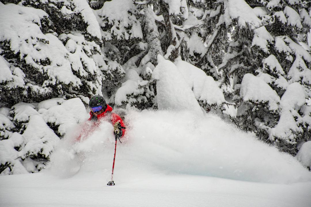 Deep days in the trees