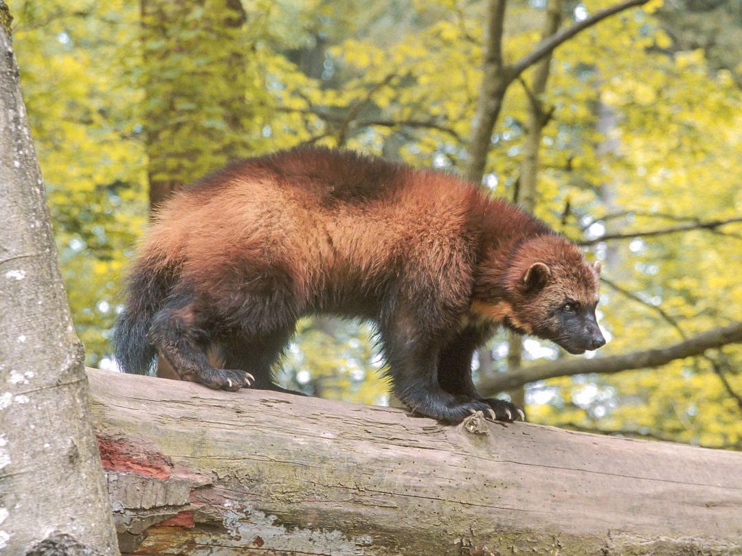 Wolverine