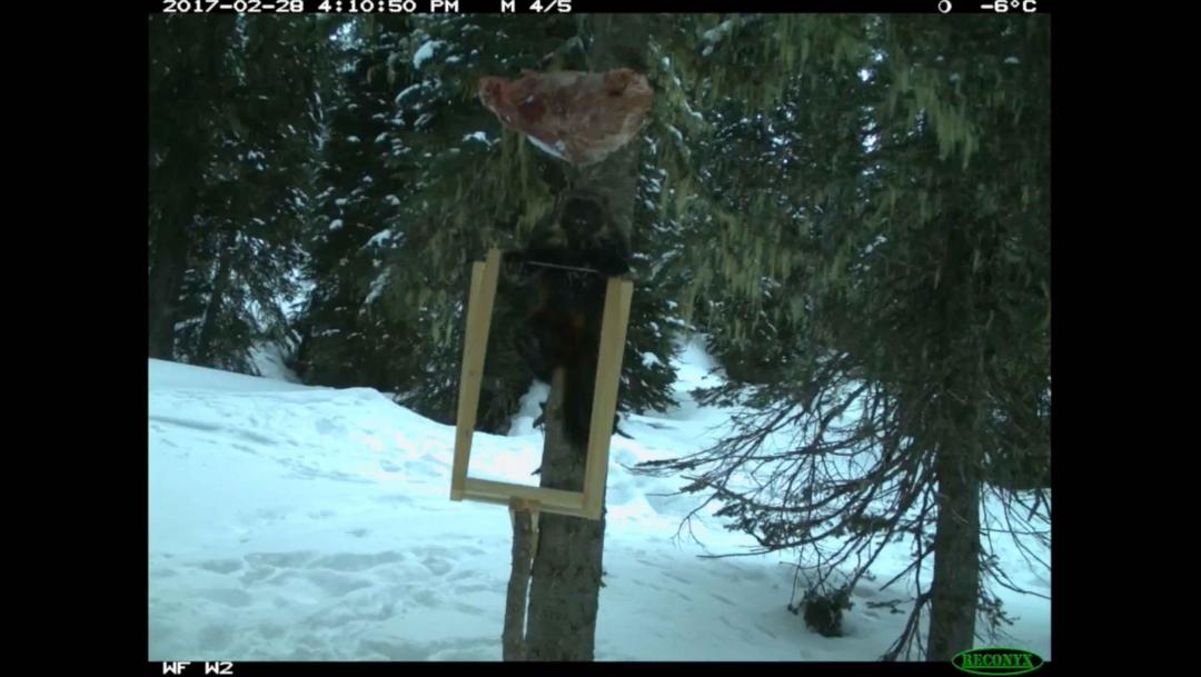 Wolverine study at Mike Wiegele Helicopter Skiing